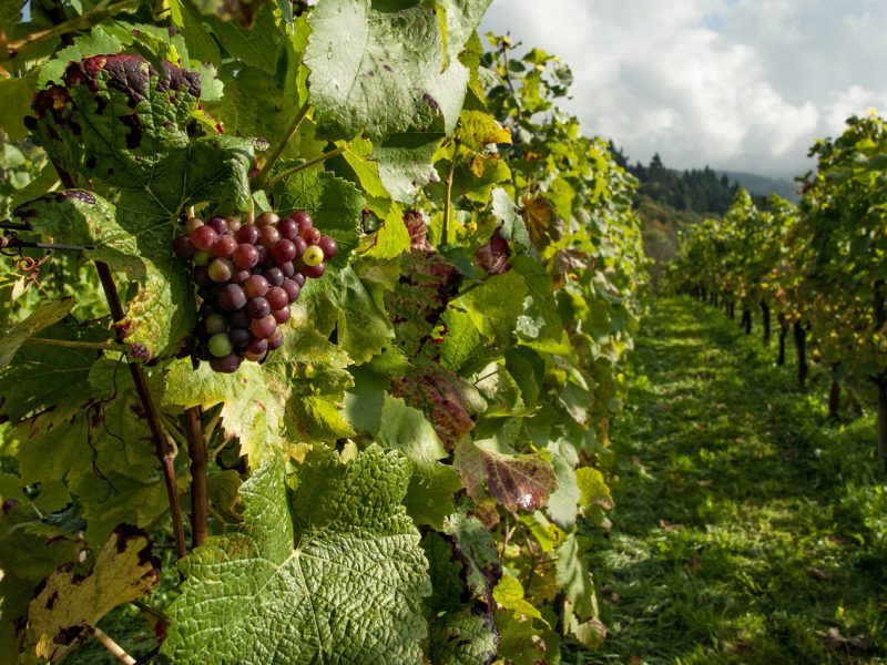 Choroby winorośli – jak je rozpoznać i skutecznie z nimi walczyć?