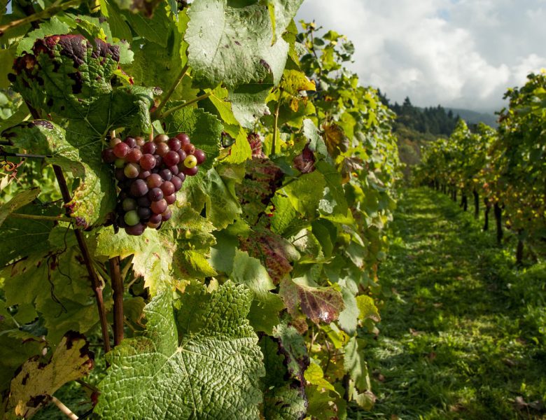 Choroby winorośli – jak je rozpoznać i skutecznie z nimi walczyć?