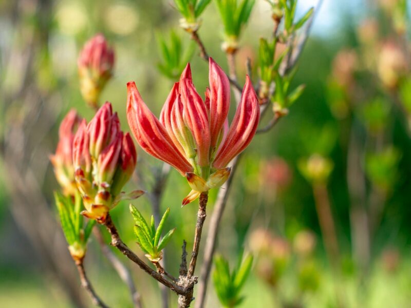 Rododendron z pąkami, ale bez kwitnienia – Jak zadbać o poprawną uprawę i rozwój kwiatów?