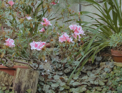 Z czym komponować rododendrony – odkryj sekrety aranżacji w ogrodzie