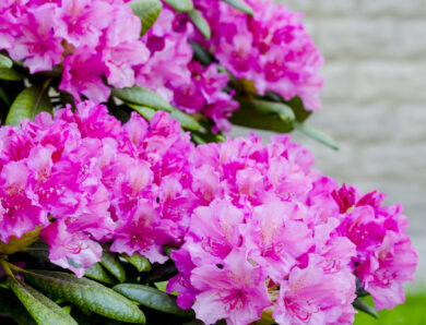 Rhododendron haaga – sekret ogrodniczy pięknych krzewów