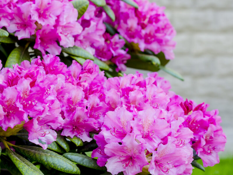 Rhododendron haaga – sekret ogrodniczy pięknych krzewów